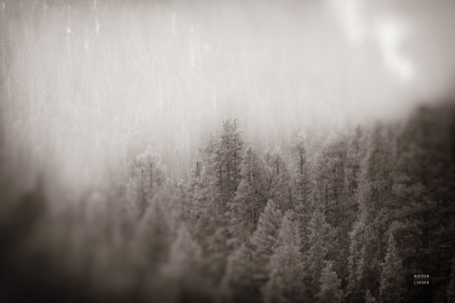 Picture of NORTHERN FORESTS BW