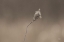 Picture of UPCOMING RELEASE