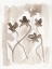 Picture of SEPIA FLORALS III