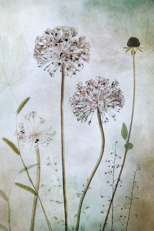 Picture of ALLIUM