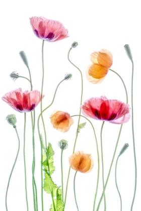 Picture of POPPIES