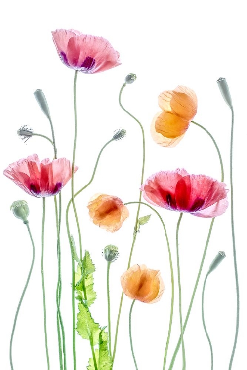 Picture of POPPIES