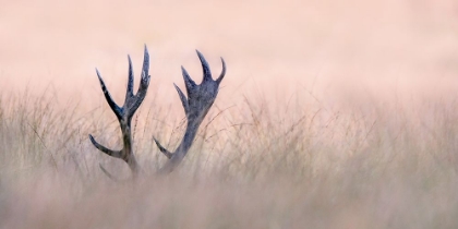 Picture of HIDE A SEEK - HORN OF STAG