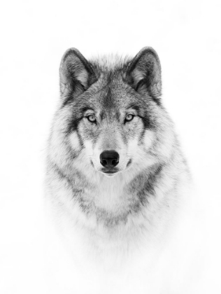Picture of PORTRAIT OF A TIMBER WOLF
