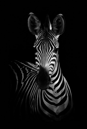 Picture of THE ZEBRA