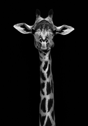 Picture of GIRAFFE PORTRAIT