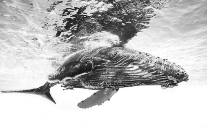 Picture of HUMPBACK WHALE CALF