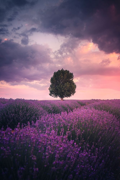 Picture of LAVENDER FIELDS, ISPARTA