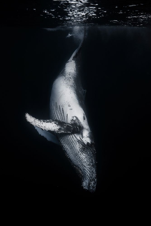 Picture of BLACK WHALE