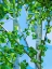 Picture of BIRCH LIGHT