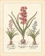 Picture of DETAILED FLORAL I