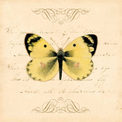Picture of YELLOW BUTTERFLY