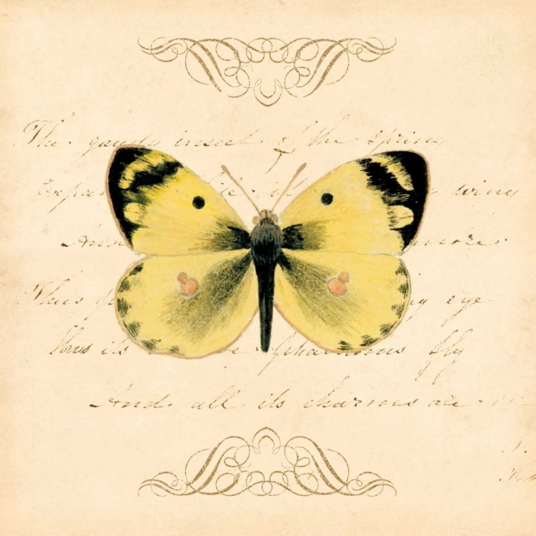 Picture of YELLOW BUTTERFLY