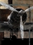 Picture of LEADING EDGE II
