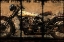 Picture of BORN FREE