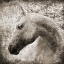 Picture of MAJESTIC HORSE