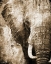 Picture of AFRICAN ANIMALS I - SEPIA