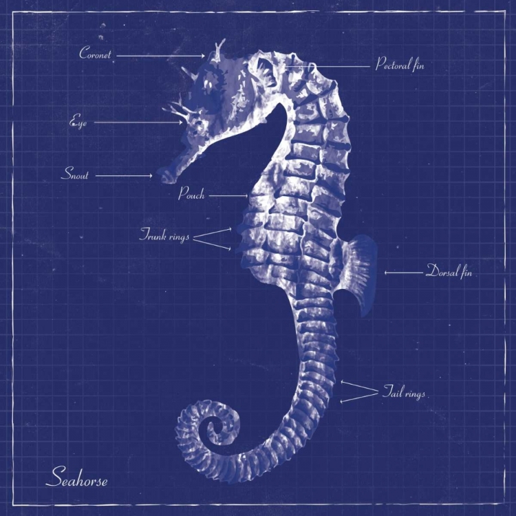 Picture of BLUEPRINT SEAHORSE