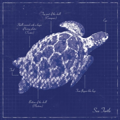 Picture of BLUEPRINT SEA TURTLE