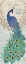 Picture of ELEGANT PEACOCK