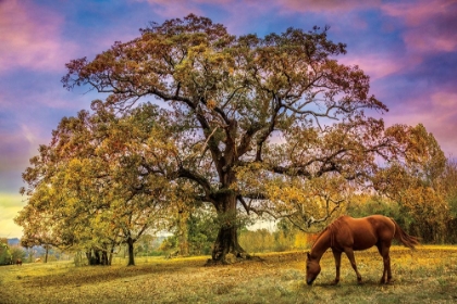 Picture of UNDER THE OLD OAK TREE