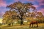 Picture of UNDER THE OLD OAK TREE