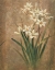 Picture of WHITE LILIES II