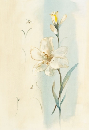 Picture of WHITE ORCHID