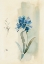 Picture of MODERN BLUE FLORAL