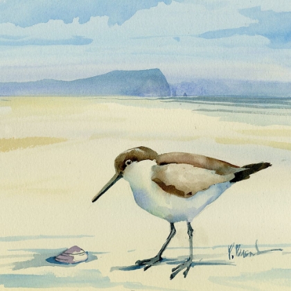 Picture of OCEANSIDE SANDPIPER AND SHELL