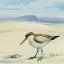 Picture of OCEANSIDE SANDPIPER AND SHELL