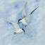 Picture of TERNS IN FLIGHT