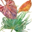 Picture of SPECTRUM PALM FRONDS I