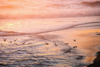 Picture of OCEAN BEACH AND SUNSET SEAGULLS