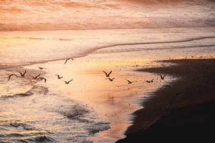 Picture of SUNSET SEAGULLS AND PACIFIC OCEAN II