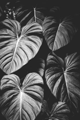 Picture of MONSTERA LEAVES JUNGLE BLACK AND WHITE TROPICAL