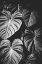 Picture of MONSTERA LEAVES JUNGLE BLACK AND WHITE TROPICAL