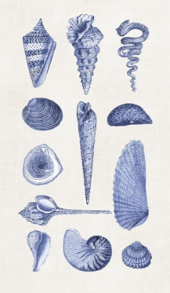 Picture of BLUE SHELLS I