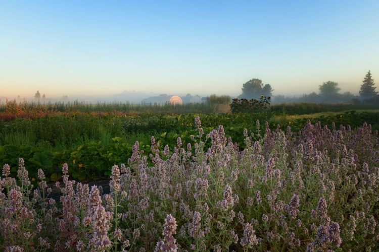 Picture of LAVENDER DUSK