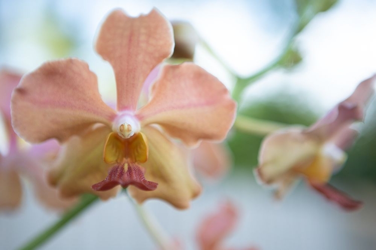 Picture of PINK ORCHID