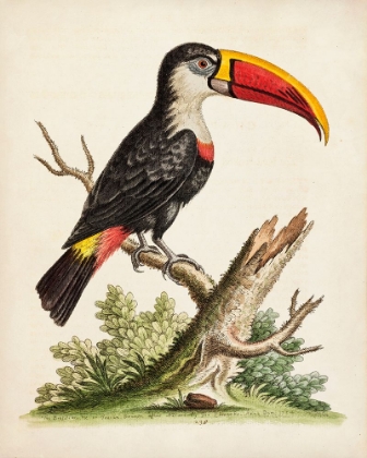 Picture of EDWARDS TOUCAN