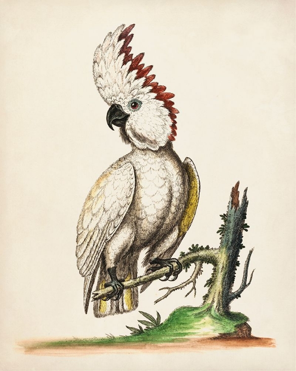 Picture of EDWARDS COCKATOO