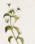 Picture of WHITE ANTIQUE WILDFLOWER I