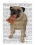 Picture of PUG PIZZA 1 BOOK PRINT