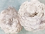 Picture of ENCHANTING PEONIES