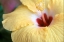 Picture of HIBISCUS