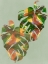 Picture of TROPICAL MONSTERA I