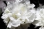 Picture of WHITE PEONY I 