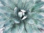 Picture of STUNNING AGAVE II