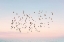 Picture of SUNSET FLIGHT